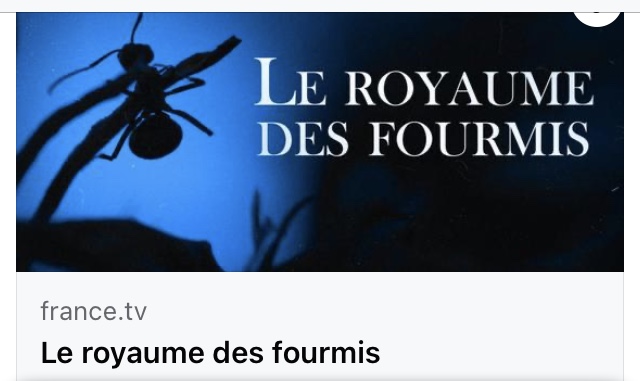 Le royaume des fourmis