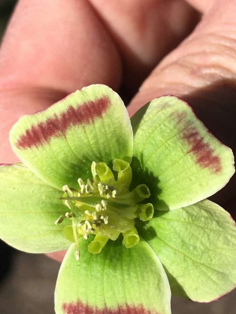 Des fleurs qui usent de levures pour un chauffage écologique.