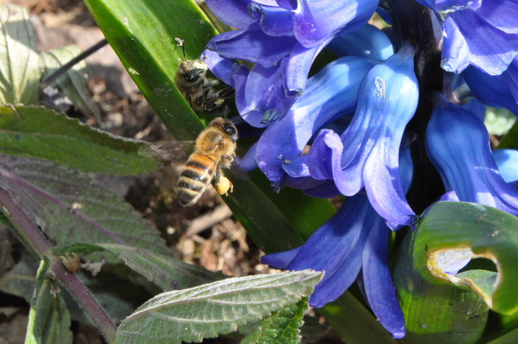 Les abeilles et les plantes horticoles