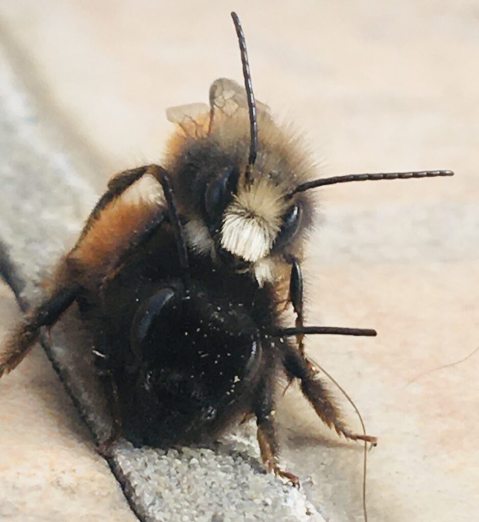 L’Osmie … l’abeille sauvage des jardins