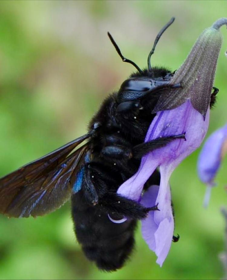 Le xylocope … cette abeille aux allures de Batman.