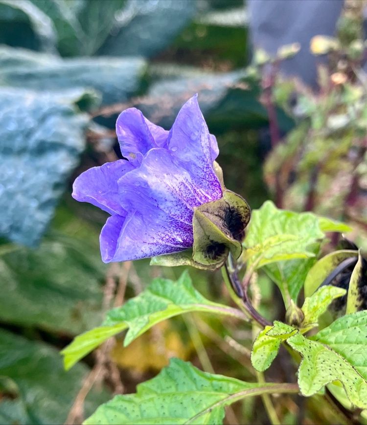 Des invasives … malgré nous !