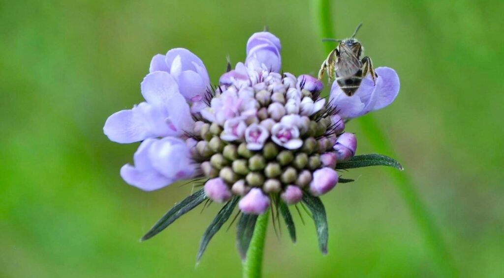 Scabieuse … minutieuse