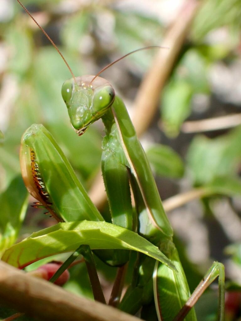 Une mante