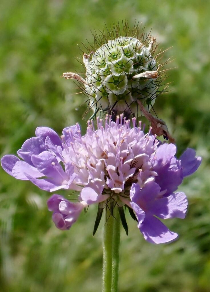 Ascension automnale