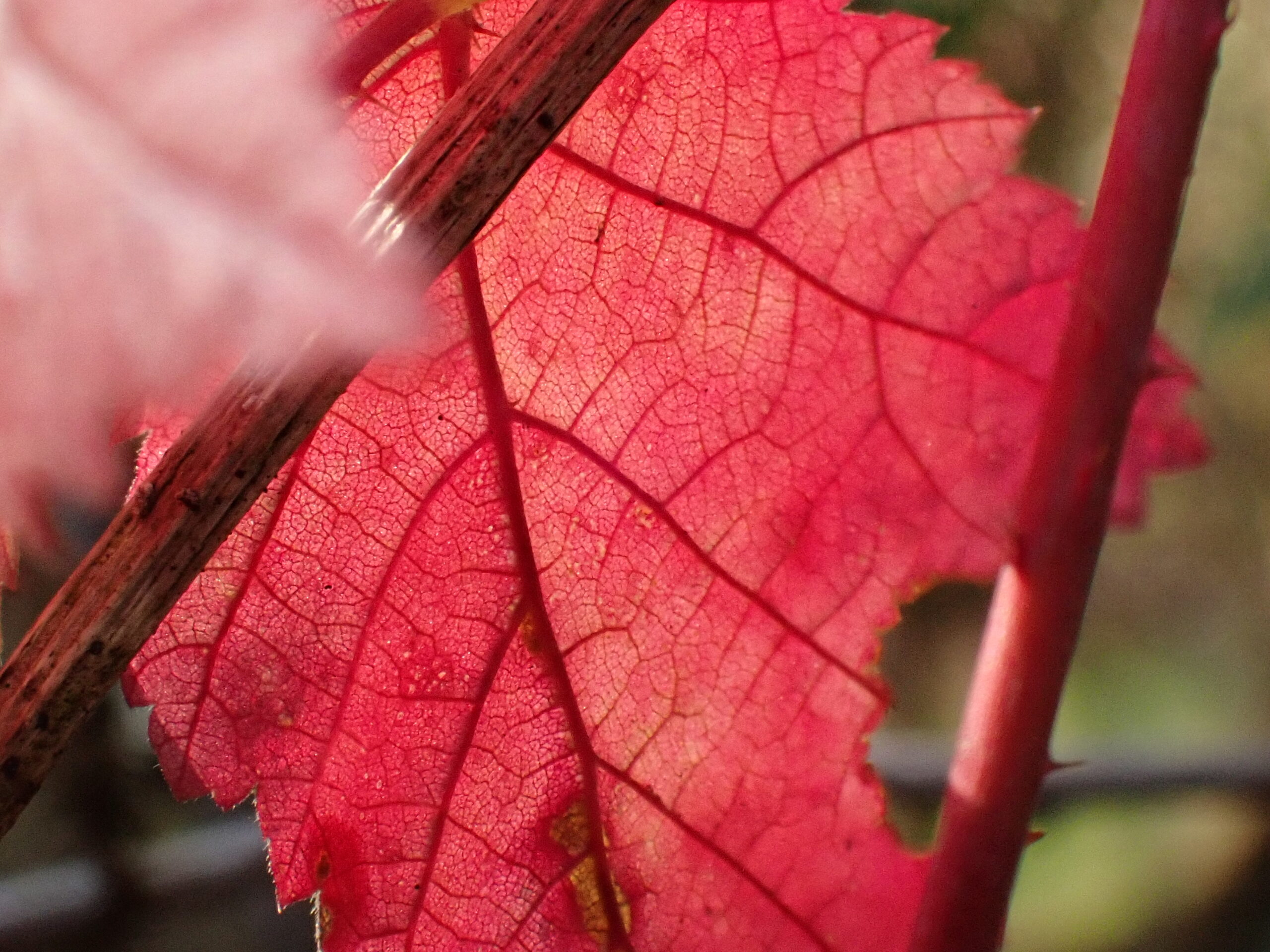 Pourquoi les feuilles changent-elles de couleurs à l’automne ?